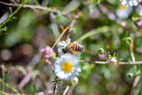bees pollinating some daisies with high bokeh © Jeol