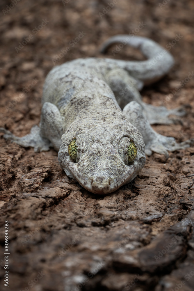 The Vorax Gecko also known as Halmahera Giant Gecko (Gehyra marginata) or the Ternate dtella, is a species of gecko endemic to Indonesia. The Vorax Gecko also known as Halmahera Giant Gecko (Gehyra marginata) or the Ternate dtella, is a species of gecko endemic to Indonesia.