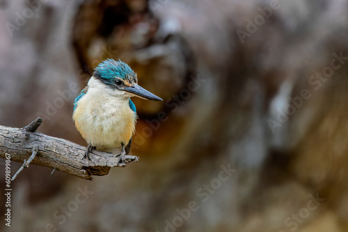 Sacred Kingfisher (Todiramphus sanctus) photo