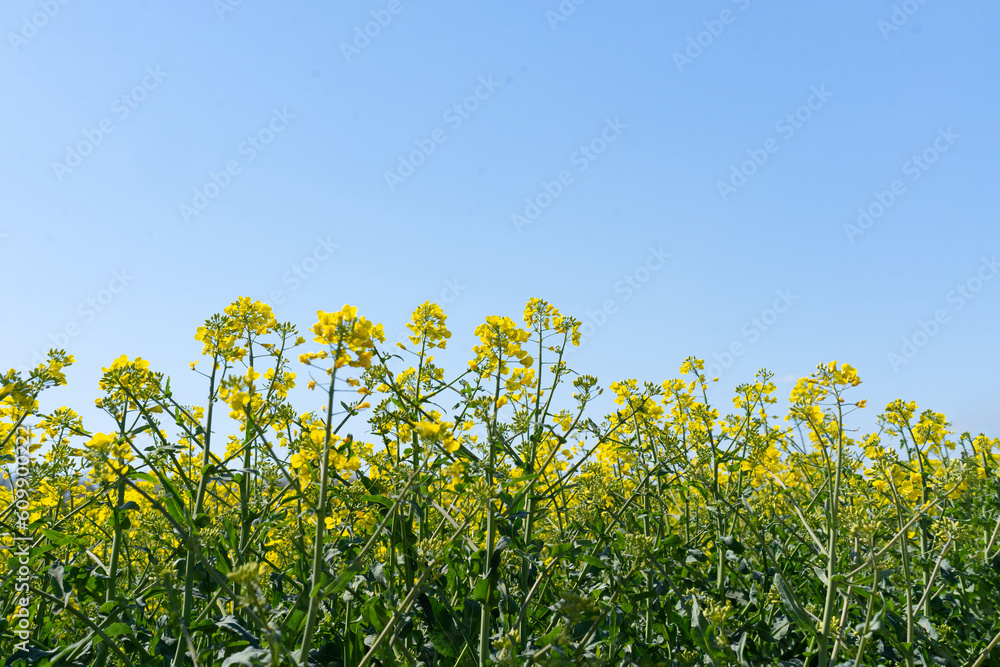 Field of colza rapeseed yellow flowers and blue sky. Oilseed, canola, colza. Nature background. Spring landscape. Ukraine agriculture illustration Field of colza rapeseed yellow flowers and blue sky. Oilseed, canola, colza. Nature background. Spring landscape. Ukraine agriculture illustration