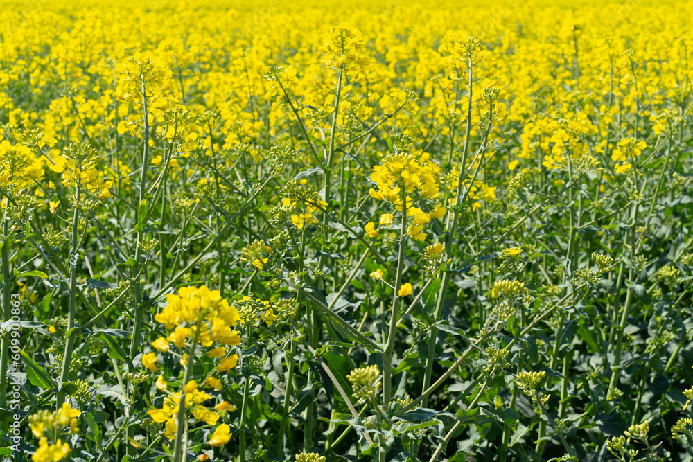 Obraz premium Field of colza rapeseed yellow flowers and blue sky. Oilseed, canola, colza. Nature background. Spring landscape. Ukraine agriculture illustration