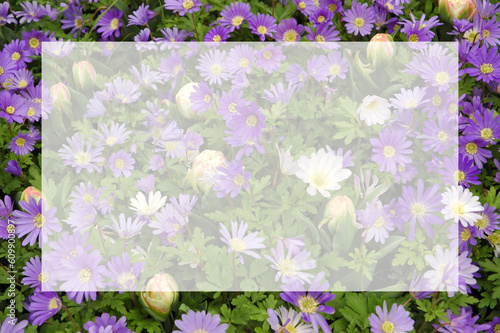 Purple blue windflowers blurred image with semi transparent blank text frame. Natural flowers background with copy space. Greeting card for spring holidays: Valentine's Day, Women's Day, Mother's Day