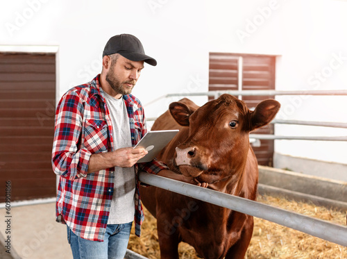 Fotografia Farmer cow breeder standing next to a cow and using digital tablet inside the cowshed
