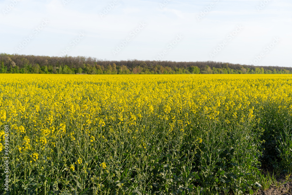 Field of colza rapeseed yellow flowers and blue sky. Oilseed, canola, colza. Nature background. Spring landscape. Ukraine agriculture illustration