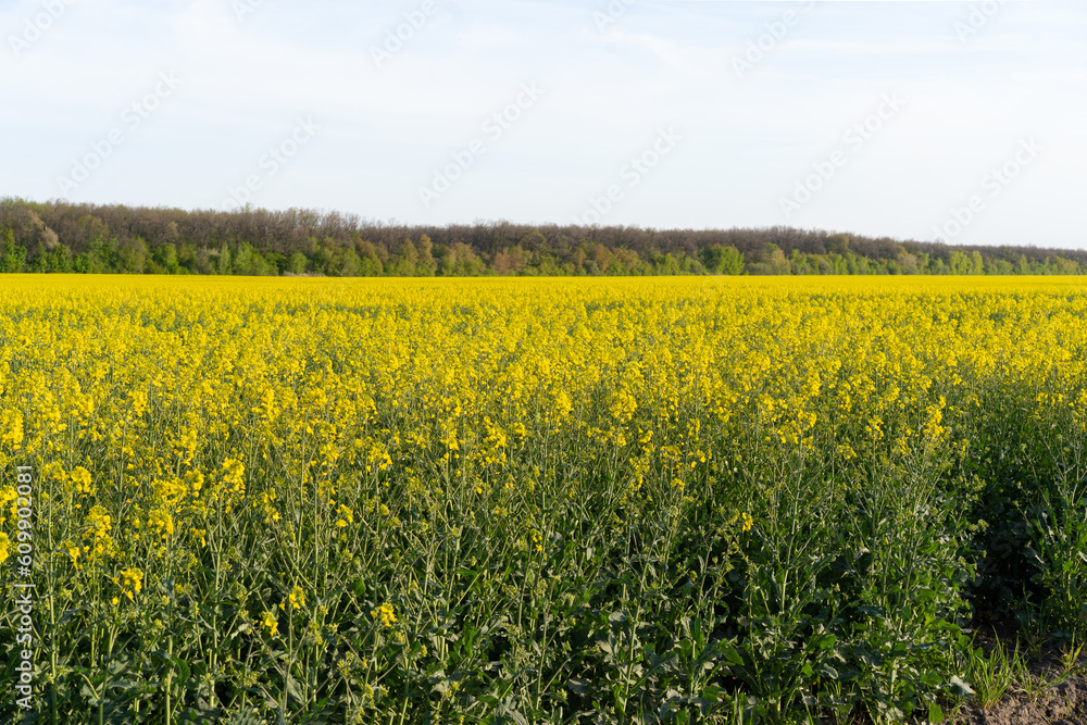 Field of colza rapeseed yellow flowers and blue sky. Oilseed, canola, colza. Nature background. Spring landscape. Ukraine agriculture illustration Field of colza rapeseed yellow flowers and blue sky. Oilseed, canola, colza. Nature background. Spring landscape. Ukraine agriculture illustration