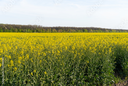 Field of colza rapeseed yellow flowers and blue sky. Oilseed, canola, colza. Nature background. Spring landscape. Ukraine agriculture illustration © Анастасія Стягайло