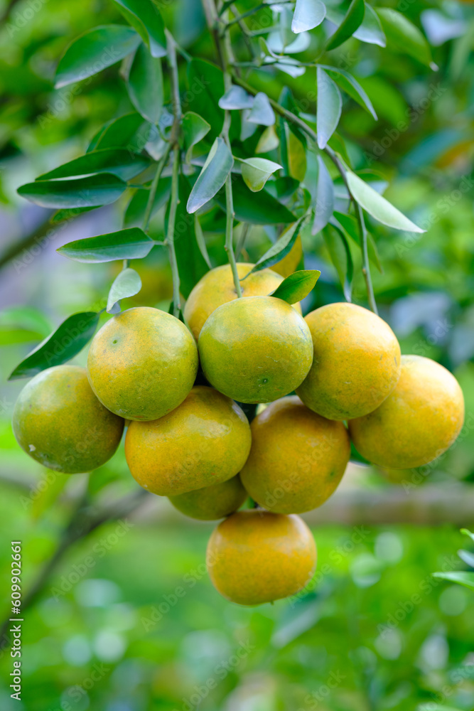 tangerines on the tree with green leaves