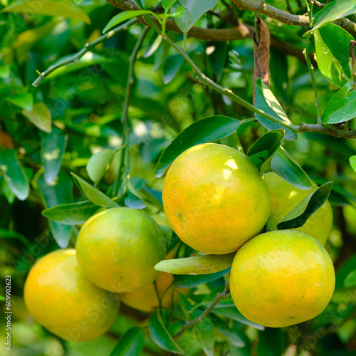 tangerines on the tree with green leaves