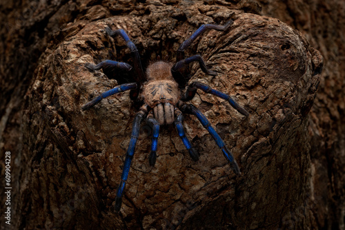 Blue Tarantula Female (Birupes simoroxigorum) is tarantula metallic blue legs and a creamy toffee body which only found in Sarawak (Borneo), Malaysia.  photo