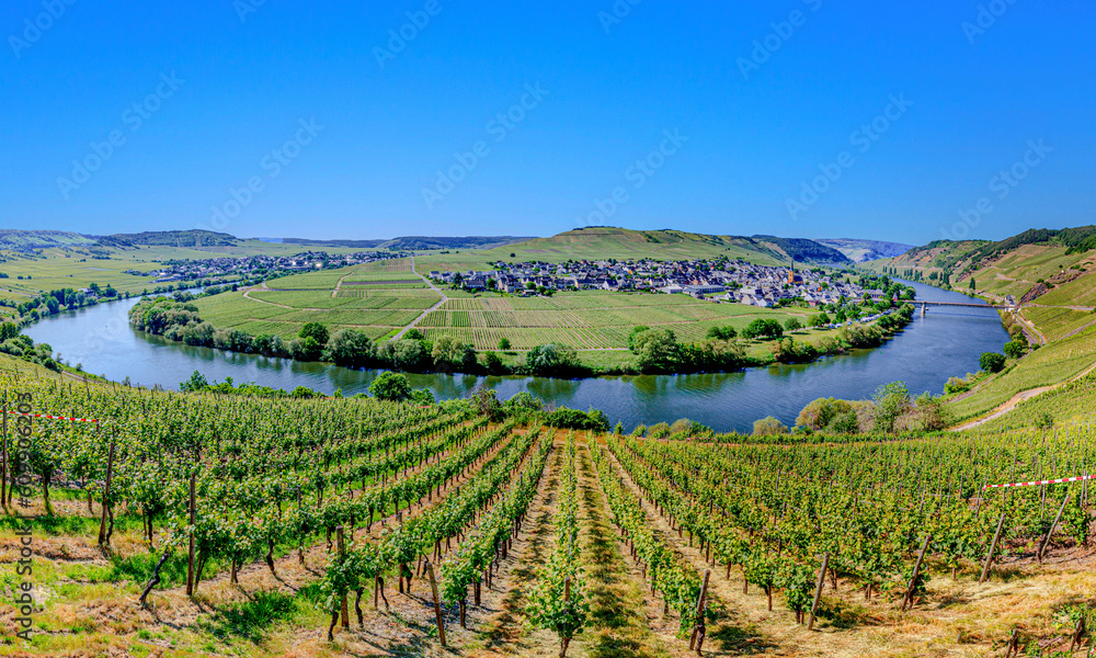 scenic Mosel river loop at Trittenheim, with green vineyards