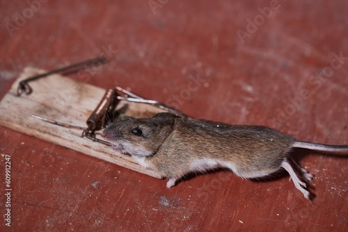 Mouse in a trap caught