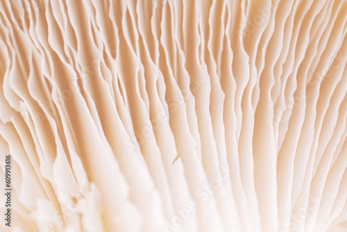 Mushroom texture pattern for design and decoration. Close up of mushroom gills. Abstract nature background. Mushrooms macro. Edible mushrooms texture. Oyster mushroom