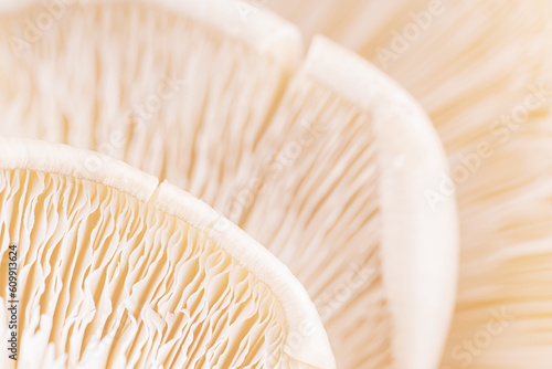 Mushroom texture pattern for design and decoration. Close up of mushroom gills. Abstract nature background. Mushrooms macro. Edible mushrooms texture. Oyster mushroom
