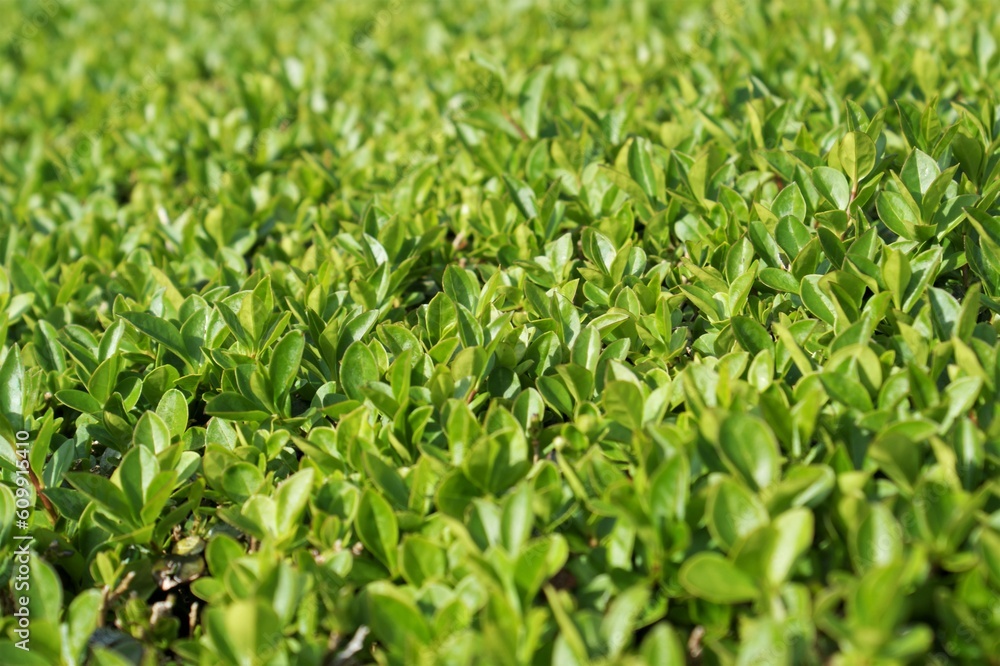 Green leaves texture background taken from above. top view of foliage background. Green leaves texture background taken from above. top view of foliage background.