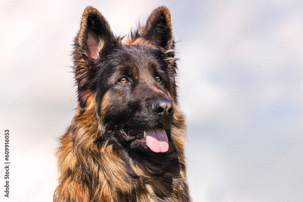 German Shepherd German Shepherd