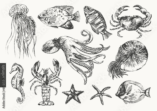 Vector sea animals illustration