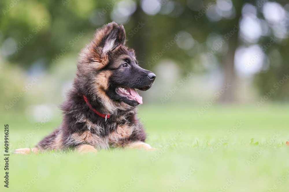 German Shepherd German Shepherd