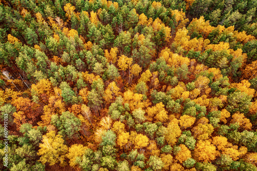 Autumn forest from above