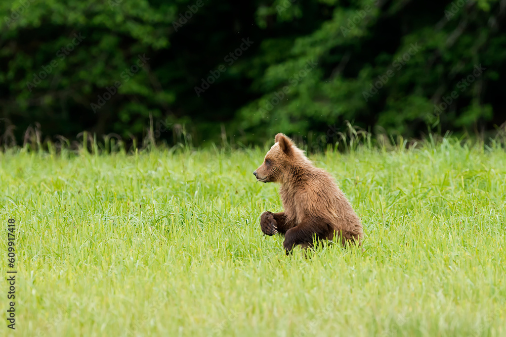 Khutzeymateen Grizzly Bear Sanctuary (Ursus arctos horribilis) Khutzeymateen Grizzly Bear Sanctuary (Ursus arctos horribilis)