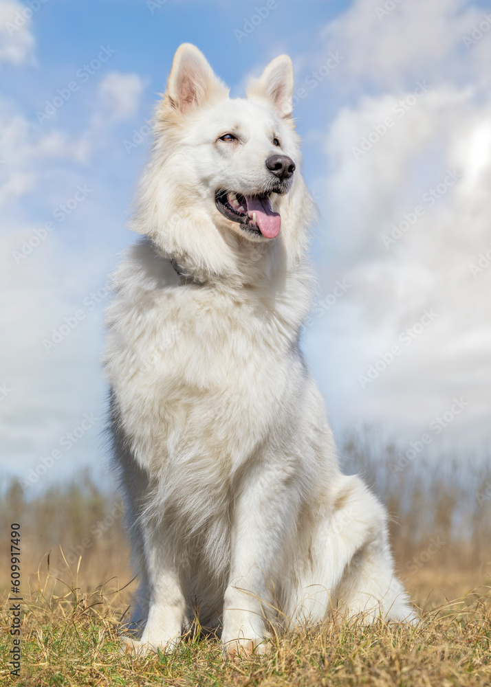 Fototapeta premium German Shepherd