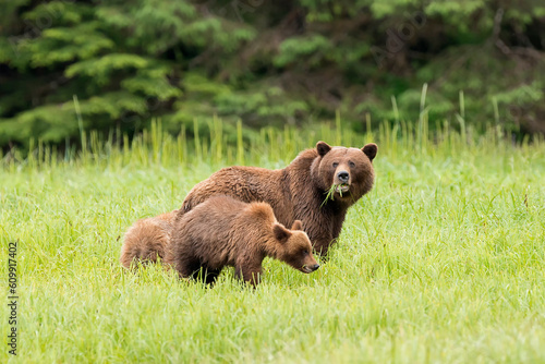 Khutzeymateen Grizzly Bear Sanctuary (Ursus arctos horribilis) photo