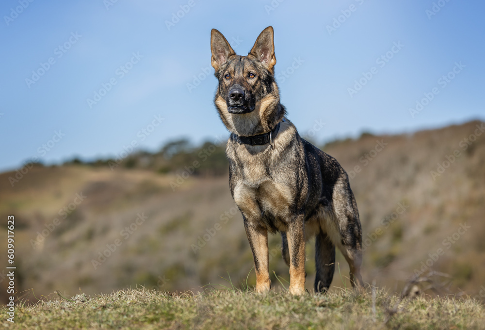 German Shepherd German Shepherd