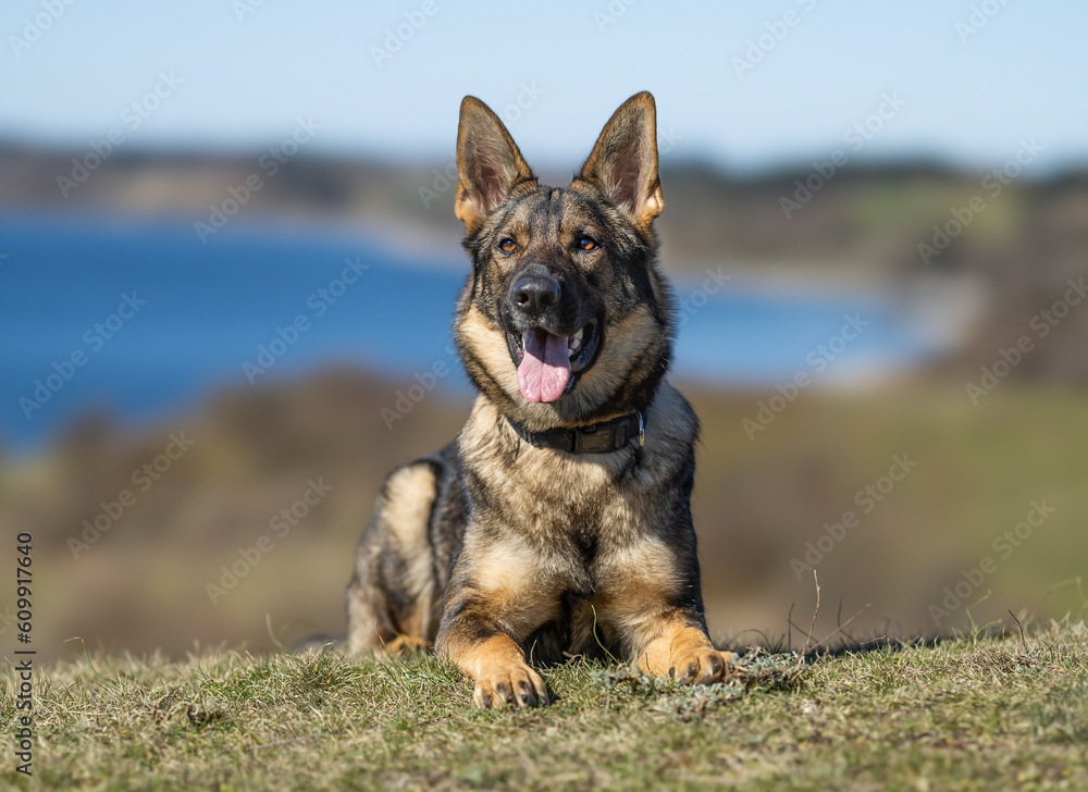German Shepherd German Shepherd
