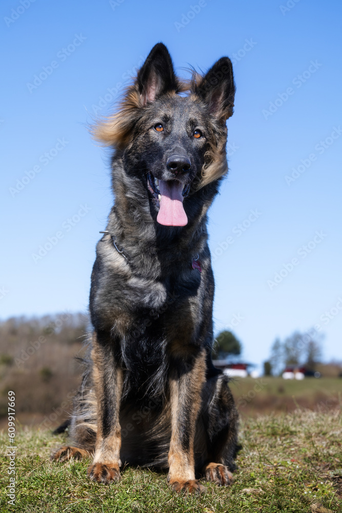 German Shepherd German Shepherd