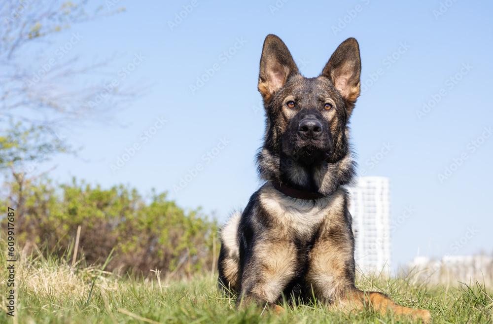 German Shepherd German Shepherd