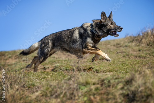 German Shepherd © Dyrefotografi.dk
