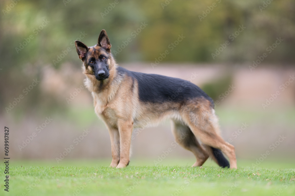 German Shepherd