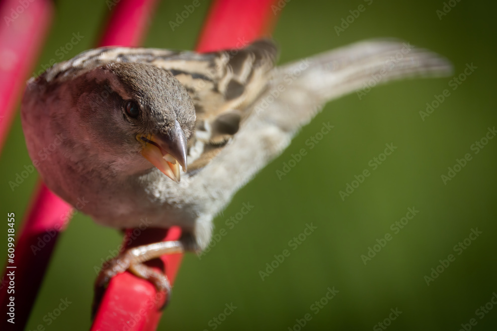 Fototapeta premium House sparrow at feeder