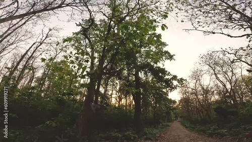 POV of gypsy safari in a dense forest during sunset time in forests of Rajaji National park of terai region in Himalayas India photo