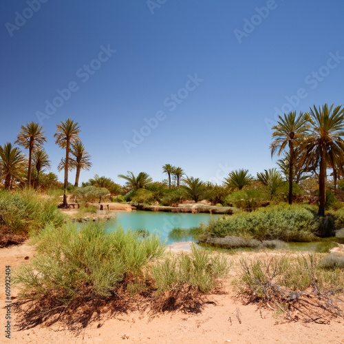 an oasis in the desert with palm trees, bushes and flowers and a lake in the middle