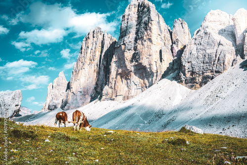 Cows grazing on alpine meadow with scenic view on Tre Cime in the evening. Tre Cime, Dolomites, South Tirol, Italy, Europe.