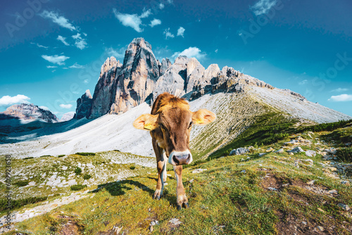 Vászonkép Curiouse cow on alpine meadow walks torwards the camera with scenic view on Tre Cime in the evening