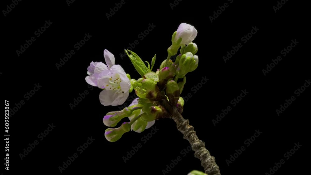 Closeup of branch with apple blossoms opening, isolated on black background. Timelapse Closeup of branch with apple blossoms opening, isolated on black background. Timelapse