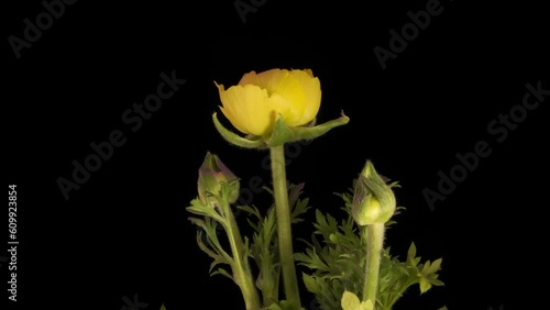 Yellow ranculus flower blooming on black background. Timelapse