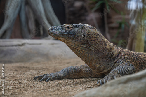 Komodo dragon