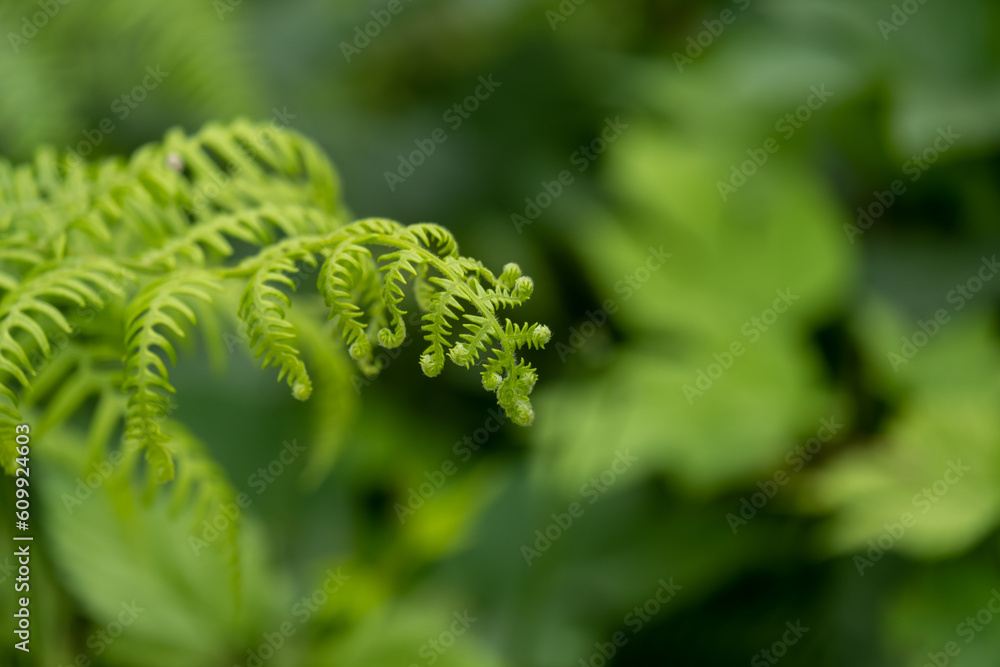 Detail of the young leaves of Pteridophyta Ferns or taxon Filicopsida