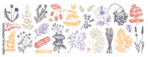 Hand drawn tea ingredients collection in color. Botanical illustration of fruits, flowers, leaves, and herbs for recipe, menu, label, icon, packaging. Herbal tea ingredients set