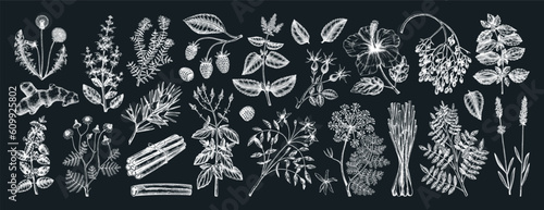 Hand drawn tea ingredients collection on chalkboard. Botanical illustration of fruits, flowers, leaves, and herbs for recipe, menu, label, icon, packaging. Herbal tea ingredients set