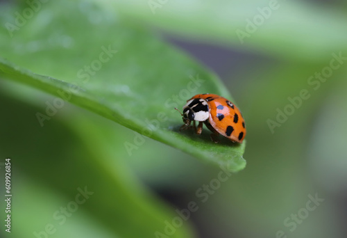Ladybird on a leaf © KSCHiLI