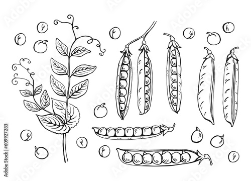 Peas pods sketch. Set. Hand drawn illustration converted to vector. Organic food illustration isolated on white background.