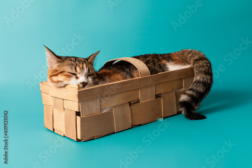 Portrait of little adorable tricolor kitten sleeping in wooden basket photo