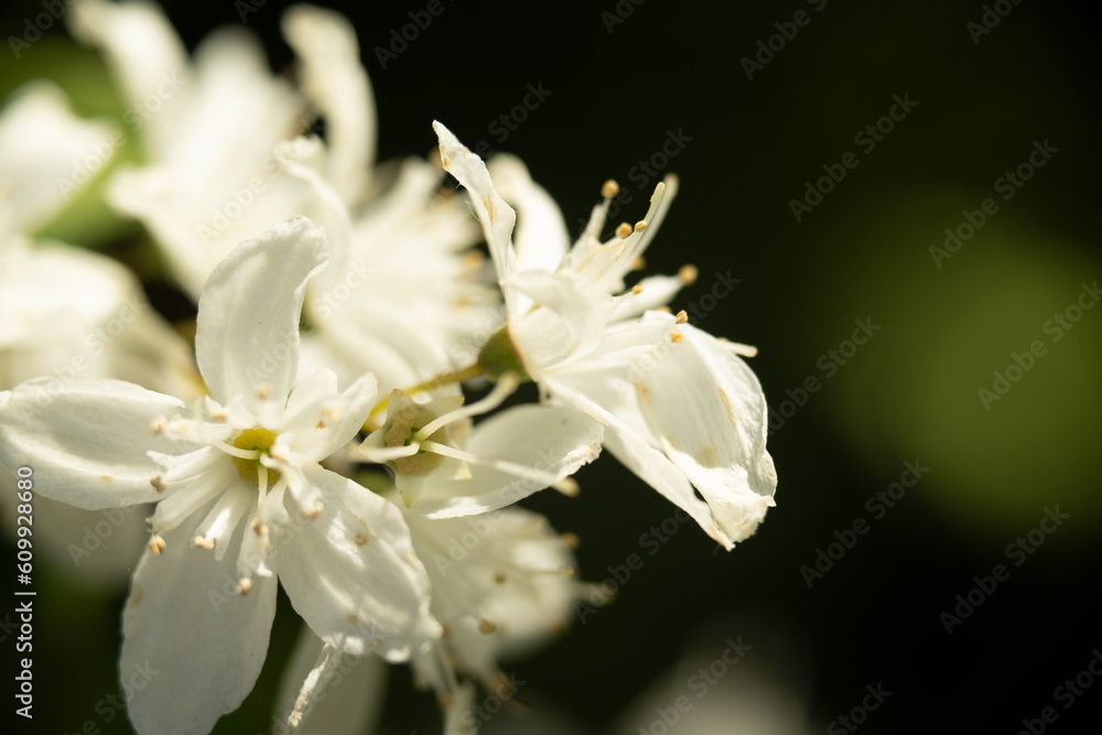 Obraz premium Busch-Windröschen 3