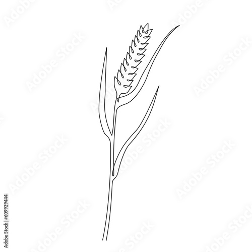 Wheat grain ear in one continuous line style. Single line drawing of ripe ear. Linear sketch of grain of wheat, rice, oat ear. Silhouette of wheat. Modern design element for agriculture logo