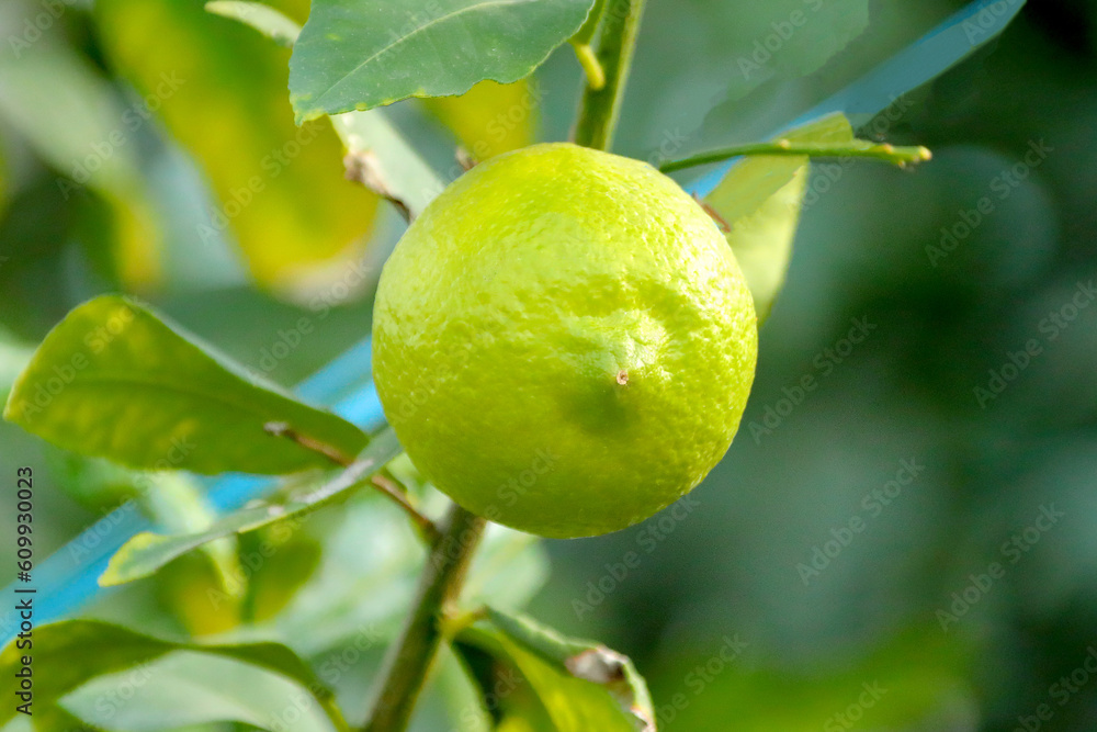 유레카 레몬이라 부르는 과일의 모습이다