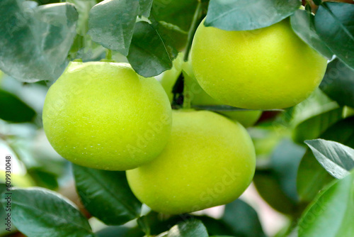 오로블랑코 라고 부르는 감귤류 과일이다. photo