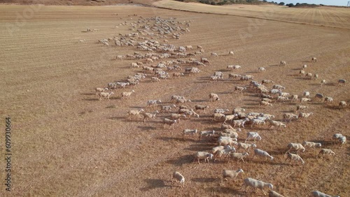 Side view from above of a pack of grazing sheep in the agricultural fields. Directly above of sheep walking and grazing on grassy field, Transhumance, Spain. photo